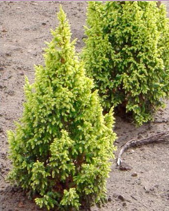 181,7.  Juniperus pingii Hulsdonk Yellow.jpg