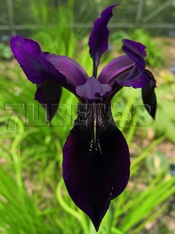 Iris chrysographes Ирис сино-сибирский (золотисто-расписной) € 1,27 92,71руб..jpg