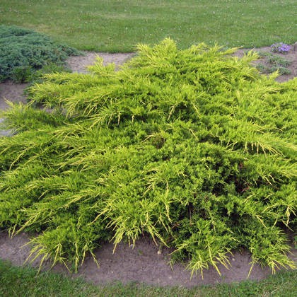 97,2.  Juniperus media Pfitzeriana Aurea_P9 15-20.jpg