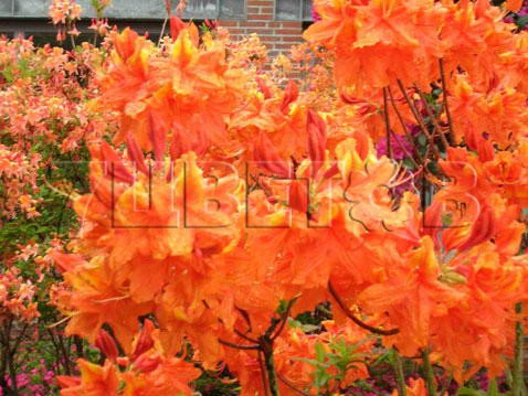 Azalea knap hill Glowing Embers Азалия нэп-хилл Глоуинг Эмберс -27°C 5 ltr 50-60 € 14,56 1 092,11р..jpg