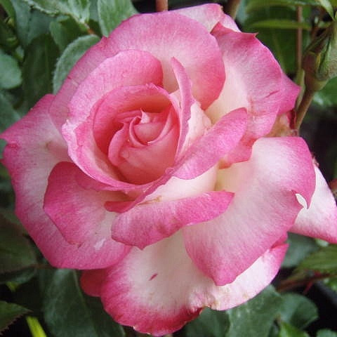 Rosa climbing Harlekijn.jpg