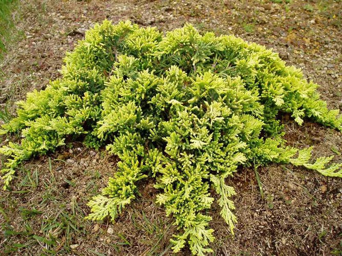 96,2.  Juniperus horizontalis Golden Carpet_P10,5 rond.jpg