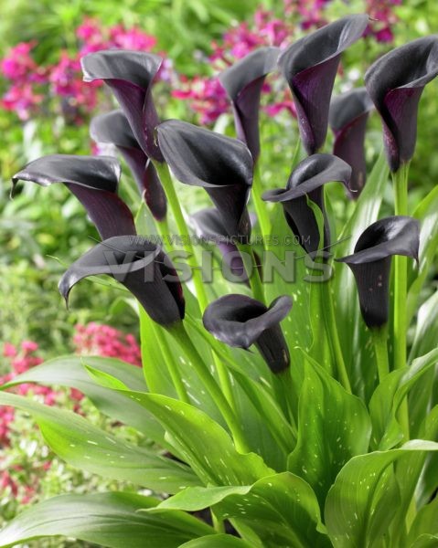 Calla OdessaКалла Одесса € 1,32 96,36 ₽.jpg