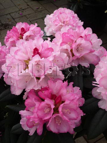 Rhododendron yakushimanum Schneewittchen    -24C 5 ltr 20-25 € 16,37 1 228,05..jpg