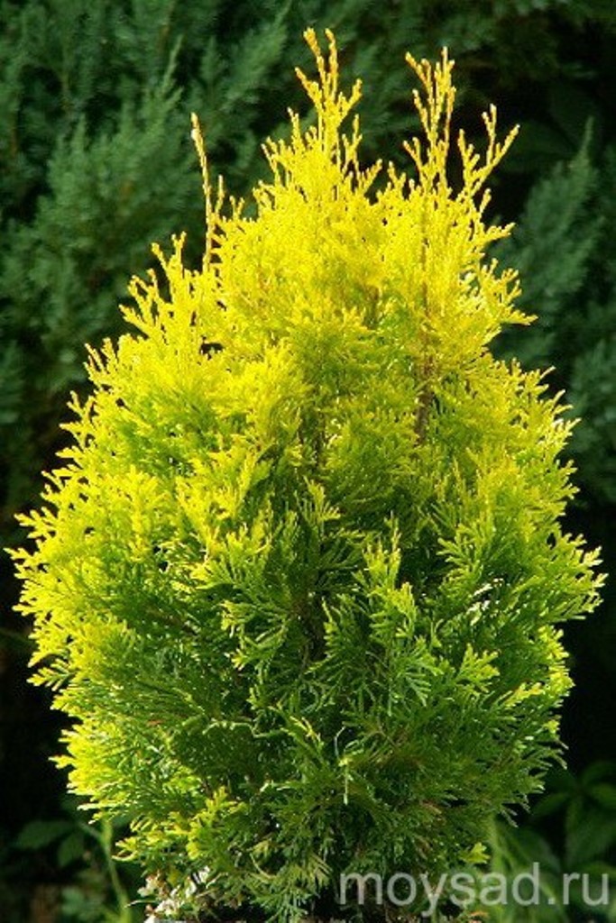  Thuja occidentalis Salland-86,70