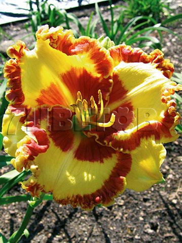 Hemerocallis Lady Betty Fretz     € 2,27 165,71..jpg