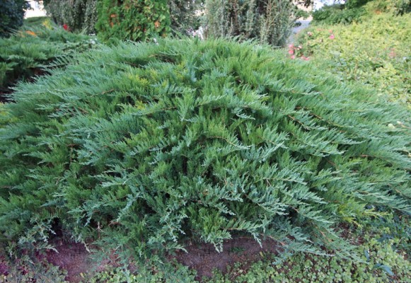 92.  Juniperus sabina Tamariscifolia_P10,5 rond.jpg