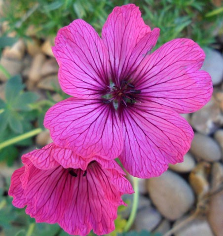 Geranium cinereum Sateene    € 2,18 159,14..jpg