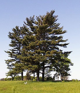 97,2.  Pinus strobus_P9 15-20.jpg