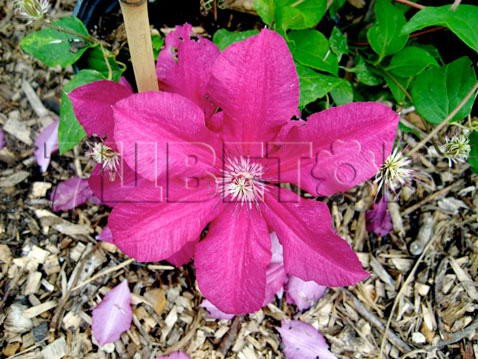 Clematis hybriden Kardynal Wyszynski     3 () 2 ltr € 6,04 453,21..jpg