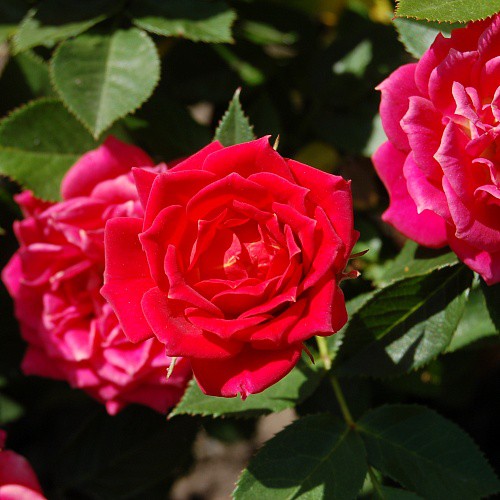 Rosa miniature Chili Clementine.jpg