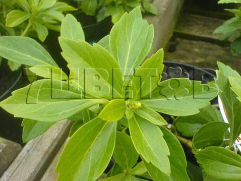 Lonicera henryi   2 ltr € 4,95 371,08..jpg