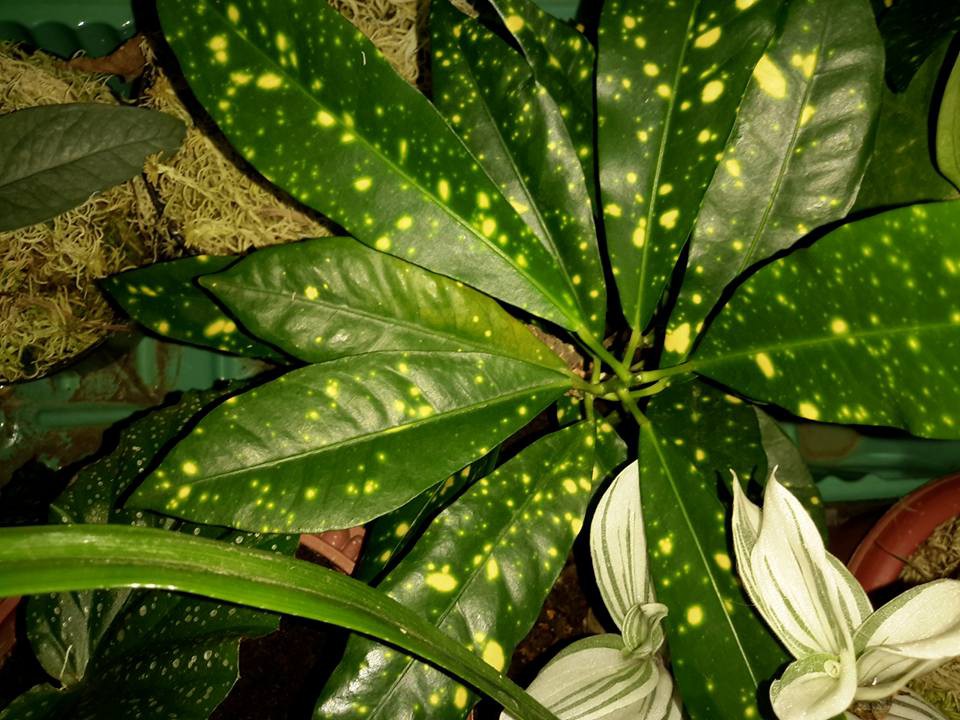 Codiaeum Aucubifolium   'Gold Sun'