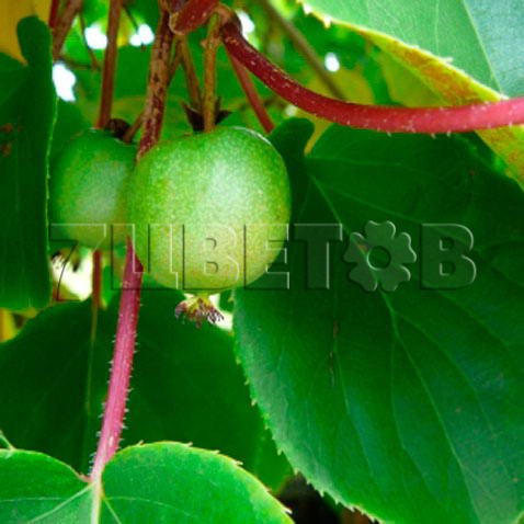 Actinidia arguta Weiki f    ( ) 2 ltr € 5,91 443,08..jpg