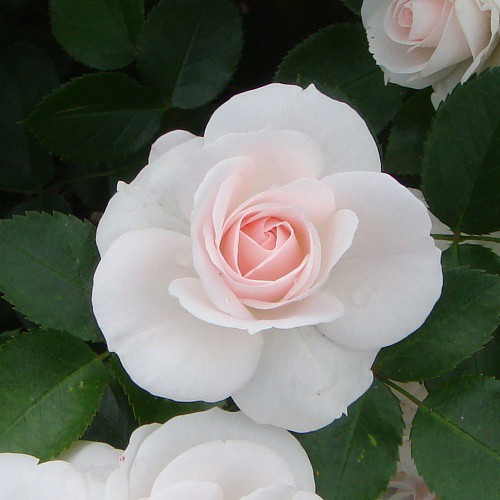 Rosa groundcover Aspirin.jpg