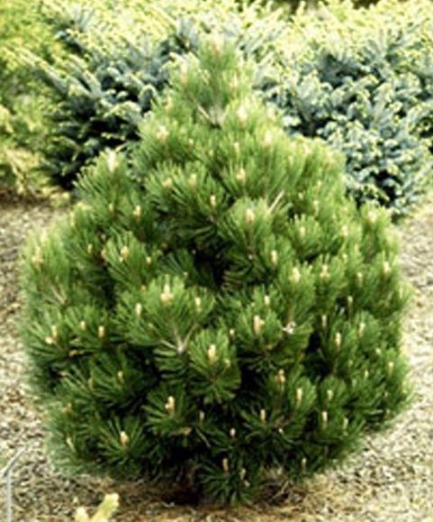 424,6.  Pinus heldreichii Compact Gem ( 1,5)