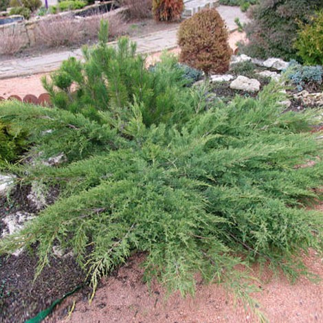 92.  Juniperus sabina Tamariscifolia No Blight.jpg