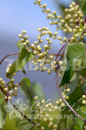 Dioscorea batatus   2 ltr € 4,98 373,33..jpg