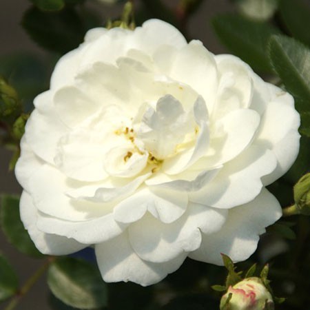 Rosa miniature White Babyflor.jpg