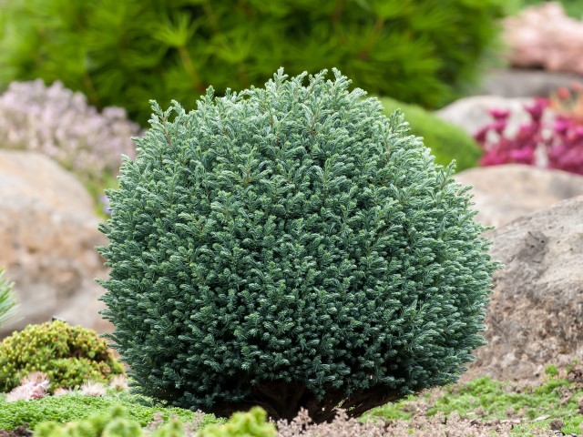 171,2.  Chamaecyparis pisifera Blue Moon_P9.jpg