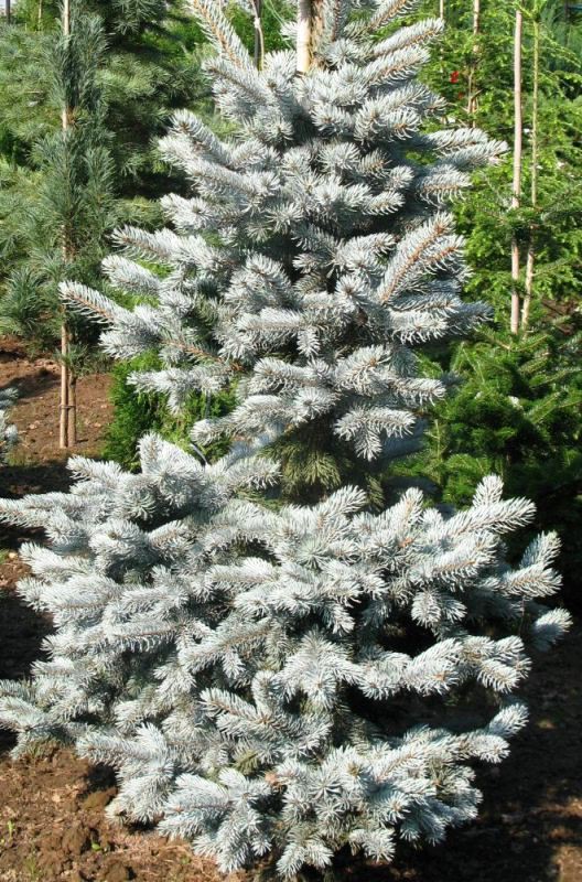  Picea pungens Koster P23(C5) 30-40 CM-33,18.jpg