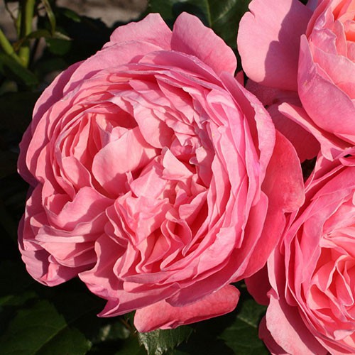 Rosa park Kölner Flora.jpg