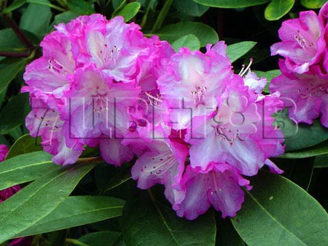 Rhododendron yakushimanum Blurettia Рододендрон якушиманский Блюреттия -23°C 5 ltr 20-25 € 16,37 1 228,05р..jpg