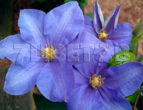 Clematis hybriden Fujimusume    2 () 2 ltr € 6,57 492,58..jpg