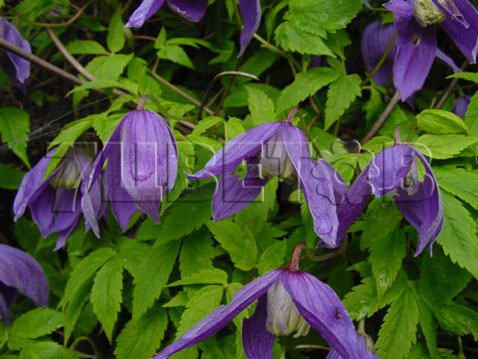 Clematis alpina Pamela Jackman     1 ( ) 2 ltr € 6,04 453,21..jpg