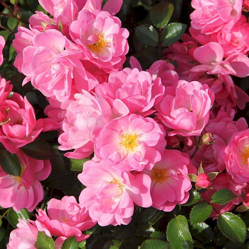 Rosa groundcover Satina.jpg