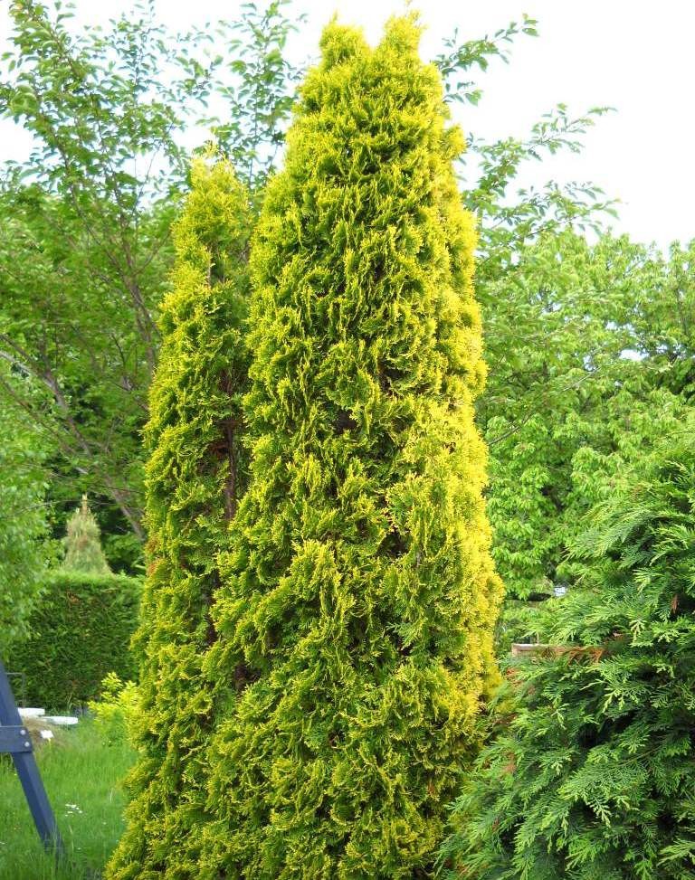 92.  Thuja occidentalis Malonyana Aurea.jpg