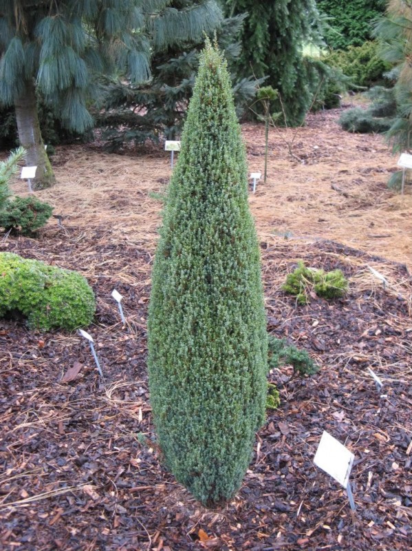 97,2.  Juniperus communis Compressa_P9 15-20.jpg