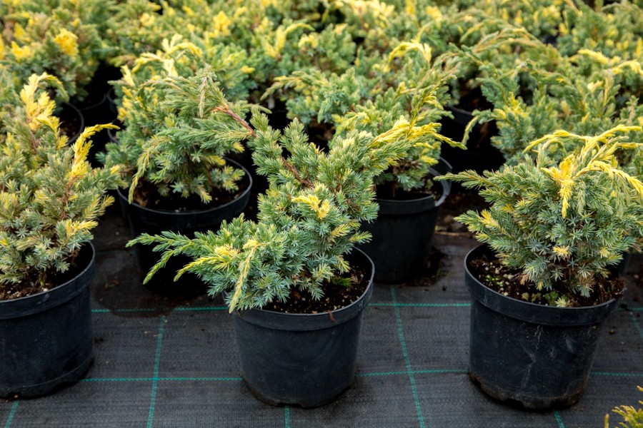 102,5.  Juniperus squamata Golden Flame.jpg