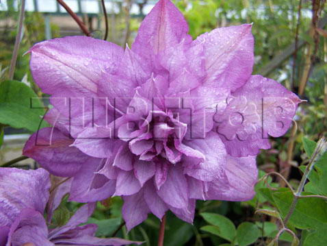 Clematis hybriden Proteus    2 () 2 ltr € 6,04 453,21..jpg