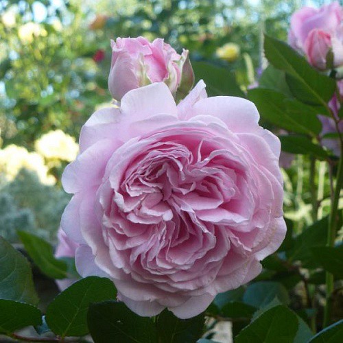 Rosa floribunda Rosengrafin Marie Henriette.jpg