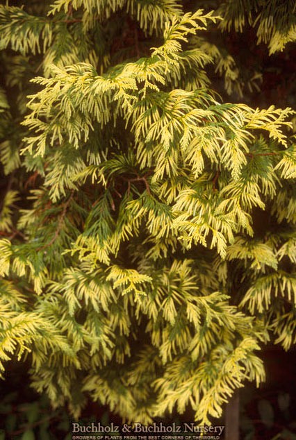 97,2.  Thuja plicata Zebrina Extra Gold_P10.5.jpg