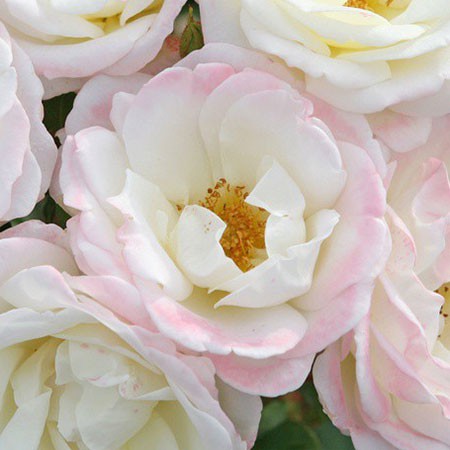 Rosa floribunda Eisprinzessin.jpg