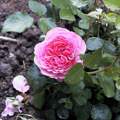 Rosa floribunda Leonardo Da Vinci.jpg