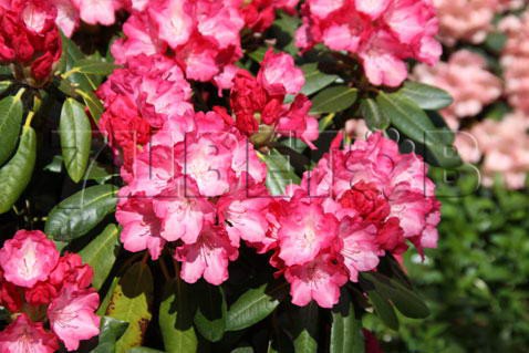 Rhododendron yakushimanum Fantastica    -25C 5 ltr 20-25 € 16,37 1 228,05..jpg