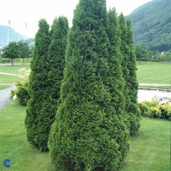 81,4.  Thuja occidentalis Holmstrup_P9 12-15.jpg