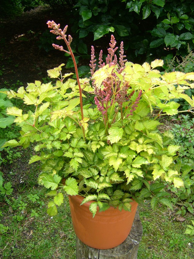 Astilbe Color Flash Lime Астильа Колор Флеш Лайм€ 1,33 97,09 ₽.jpg