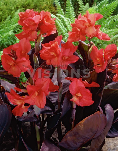 Canna Futurity RedКанна Футурити Ред€ 0,84 61,32 ₽.jpg
