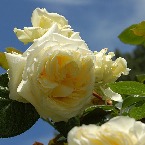 Rosa climbing Elfe.jpg