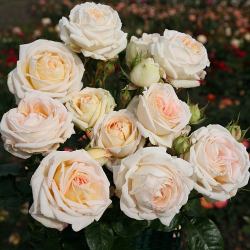 Rosa tea hybrid Madame Anisette.jpg