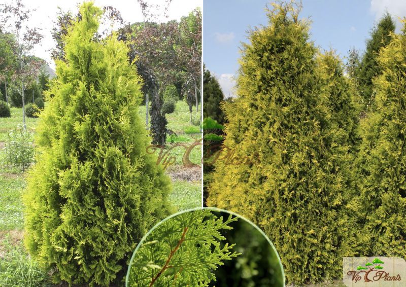 86,7.  Thuja occidentalis Yellow Ribbon_P9 15-20.jpg