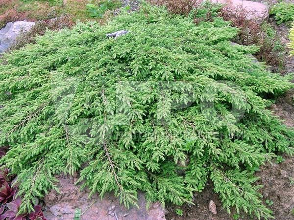 86,7.  Juniperus communis Green Carpet.jpg