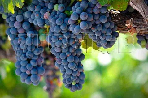 Vitis Zilga   2 ltr € 5,67 425,08..jpg