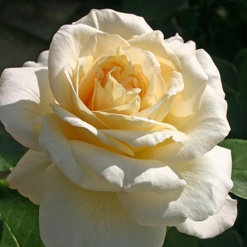 Rosa tea hybrid La Perla.jpg