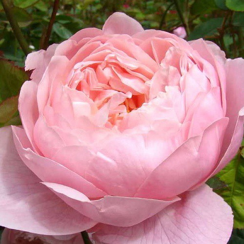 Rosa park The Alnwick Rose.jpg