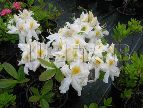 Azalea knap hill Schneegold  -  -27C 15 ltr 70-90 € 40,06 3 004,47..jpg